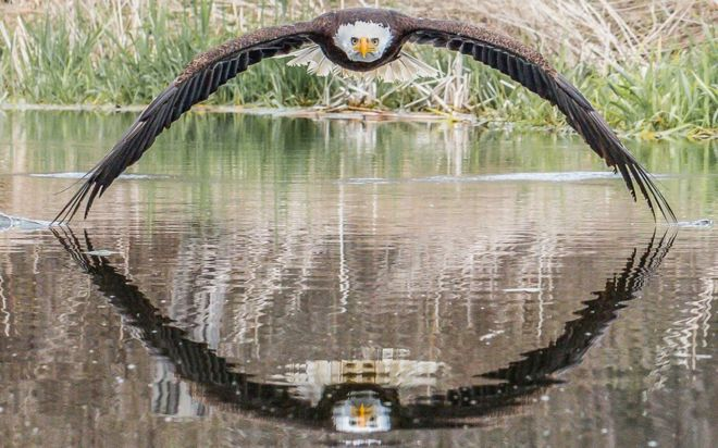 A incrível foto de águia que viralizou e surpreendeu fotógrafo amador: ‘Senti a brisa das asas’